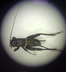Teleogryllus emma
