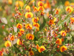 Bossiaea linophylla