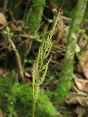 Botrypus virginianus