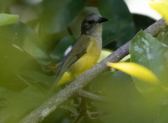 Pachycephala mentalis