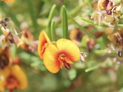 Bossiaea linophylla