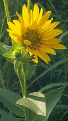 Silphium radula