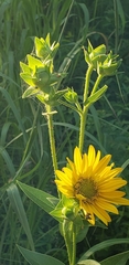 Silphium radula
