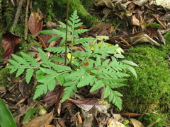 Botrypus virginianus