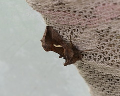 Macdunnoughia confusa