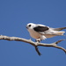 Letter-winged Kite - Photo (c) Euan Moore, some rights reserved (CC BY-NC), uploaded by Euan Moore