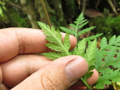 Botrypus virginianus