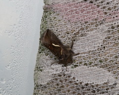 Macdunnoughia confusa