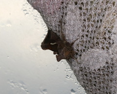 Macdunnoughia confusa
