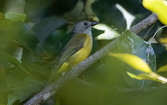 Pachycephala mentalis