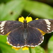 Cream-banded Checkerspot - Photo (c) Erick Noe Tapia Banda, some rights reserved (CC BY-NC), uploaded by Erick Noe Tapia Banda