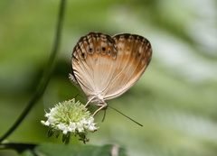 Cupha myronides