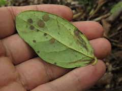 Viburnum tinoides