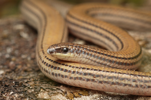 Aprasia striolata Lütken, 1863