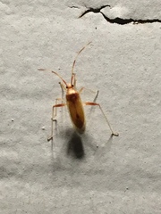 Creontiades rubrinervis