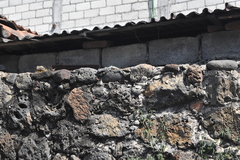 Sceloporus grammicus