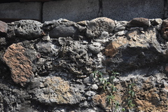 Sceloporus grammicus