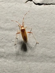 Creontiades rubrinervis