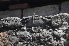 Sceloporus grammicus