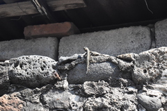 Sceloporus grammicus