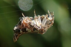 Cyclosa