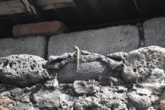 Sceloporus grammicus