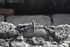 Sceloporus grammicus
