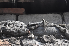 Sceloporus grammicus