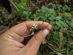 Cardamine ovata