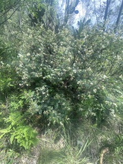 Acaciella angustissima