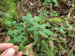 Cardamine ovata