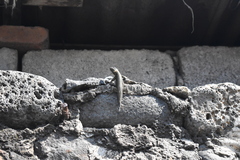 Sceloporus grammicus