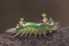 Doratifera oxleyi
