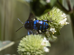 Thyreus nitidulus aspasius