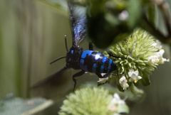 Thyreus nitidulus aspasius