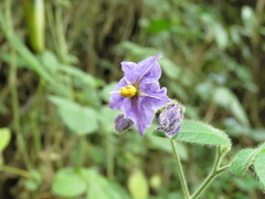 Solanum caripense