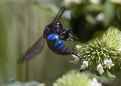 Thyreus nitidulus aspasius