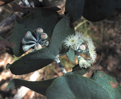 Eucalyptus risdonii
