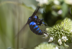 Thyreus nitidulus aspasius