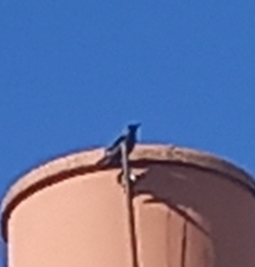 Corvus monedula spermologus