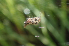 Cyclosa