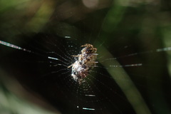 Cyclosa