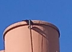 Corvus monedula spermologus