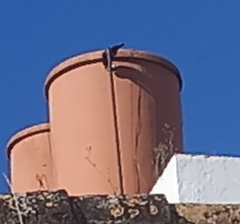 Corvus monedula spermologus