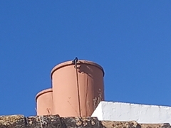 Corvus monedula spermologus