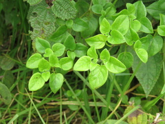 Salpichroa tristis