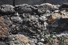 Sceloporus grammicus