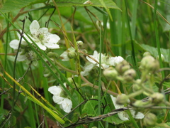 Rubus floribundus