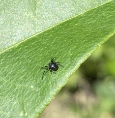 Euryopis episinoides