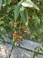 Nandina domestica